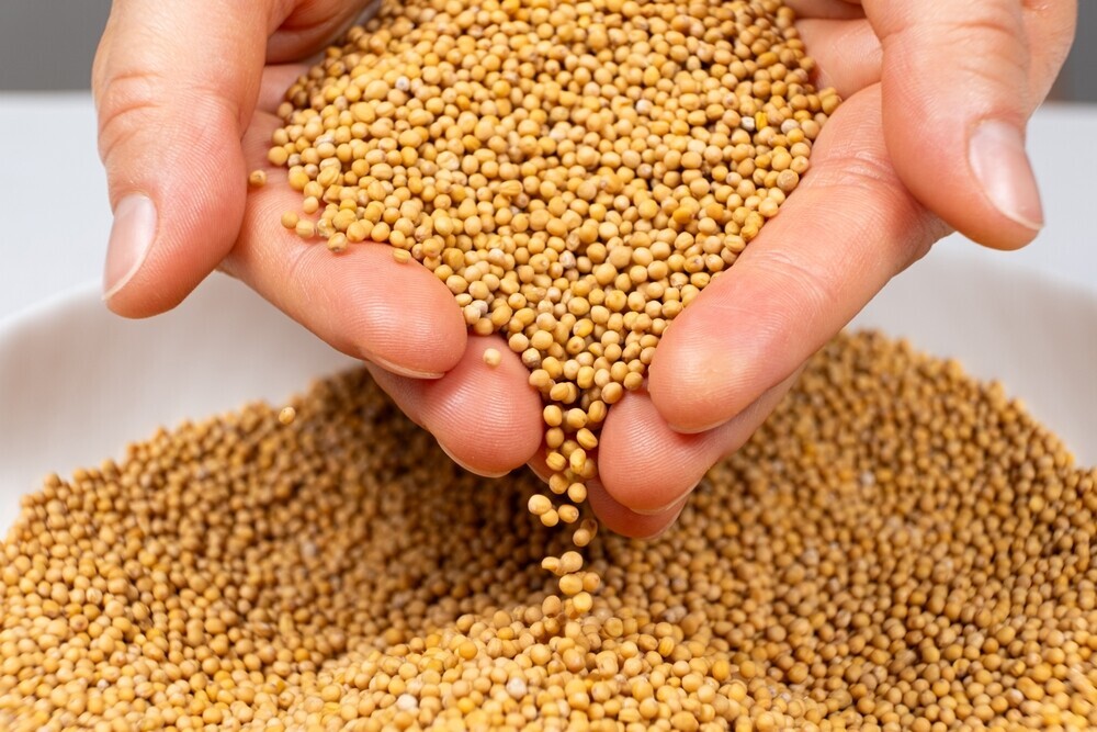 proso u zdjeli, žena kupi rukama zrnca