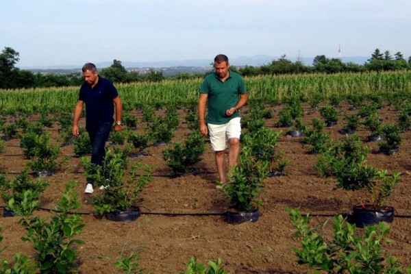 Zoran i Boris Gvozdenović