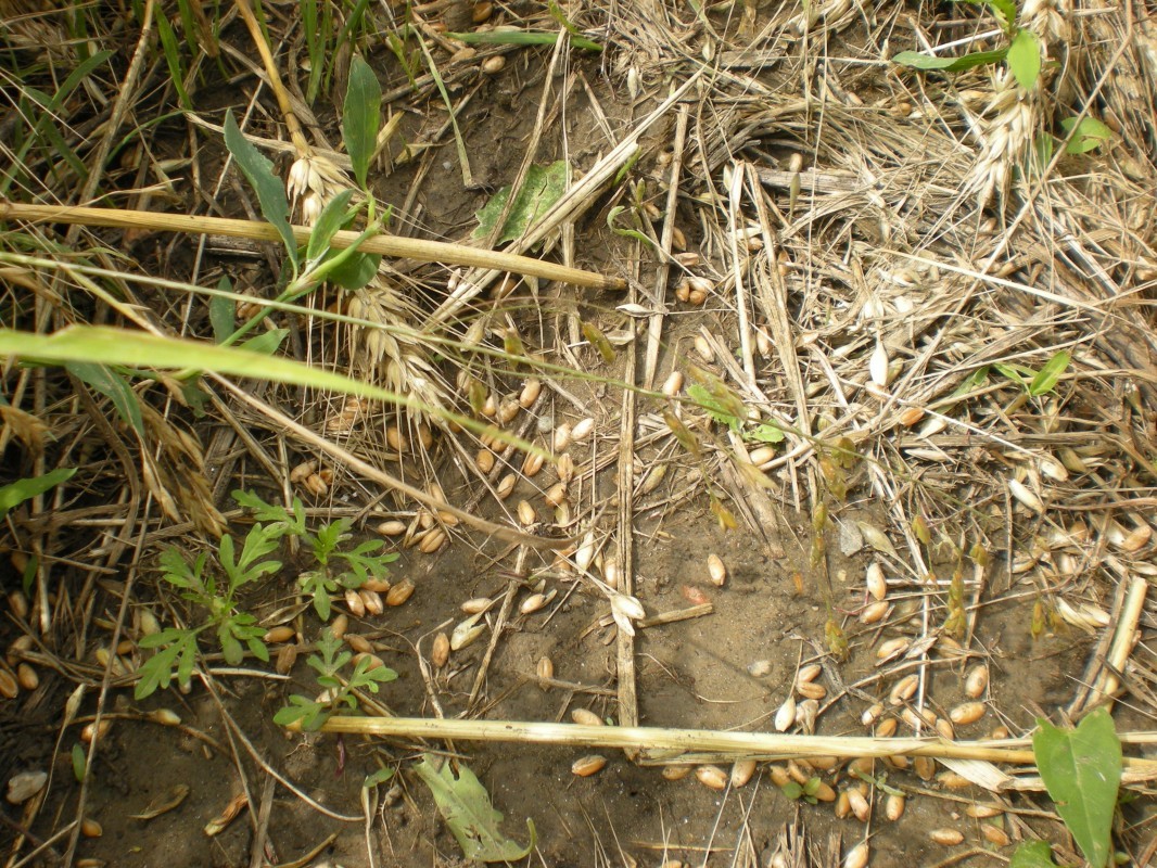 Poljoprivrednici obilaze njive