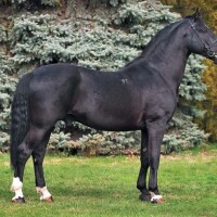 Nonius Breed image