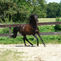 Arapski punokrvnjak Breed image