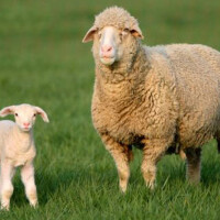Australijski merino Breed image