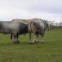 Breed image