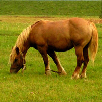 Brdsko-posavski konj Breed image