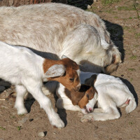 Burska koza ili boer Breed image