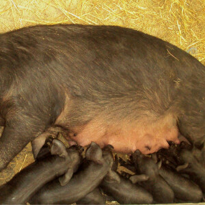 Crna slavonska svinja (fajferica)