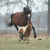 Engleski punokrvnjak Breed image