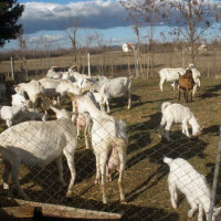 Hrvatska bijela koza Breed image