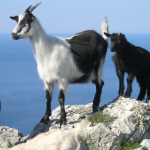 Hrvatska šarena koza