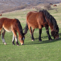 Hrvatski hladnokrvnjak Breed image