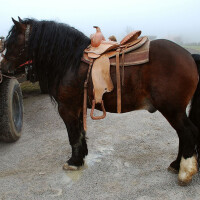 Hrvatski posavac Breed image