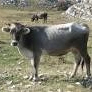 Šiška