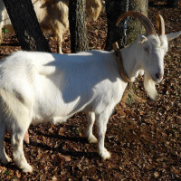 Istarska koza Breed image