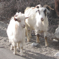 Kašmirska koza Breed image