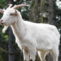 Domaća balkanska rogata koza Breed image