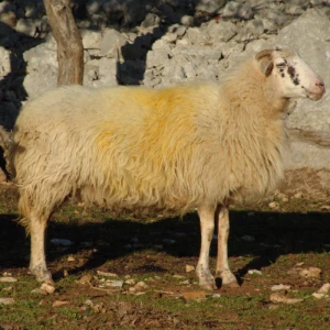 Krčka ovca