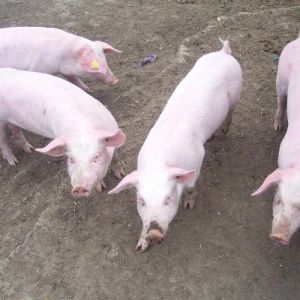 Landrasi