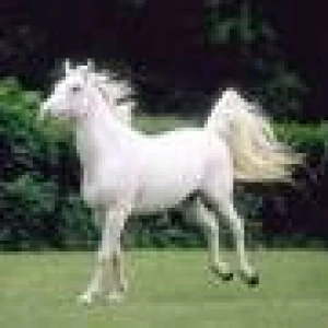 Lipicanci