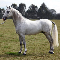 Lipicaner Breed image
