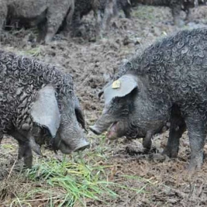 Mangulica (Wollschwein “Vunasta svinja”)