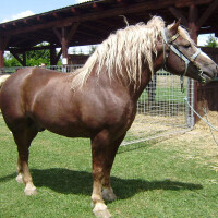 Međimurski konj Breed image