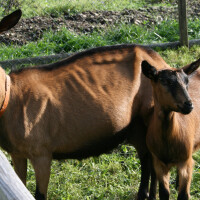 Njemačka srnasta koza Breed image