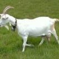 Domaća oplemenjena koza Breed image