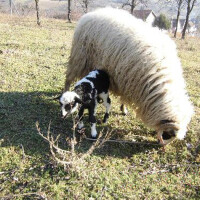 Pramenka Breed image