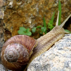 Uzgoj puževa