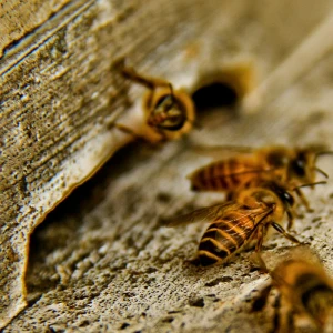 Rod Apis