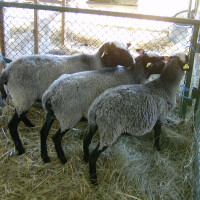 Romanovska ovca Breed image