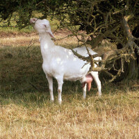 Sanska koza Breed image