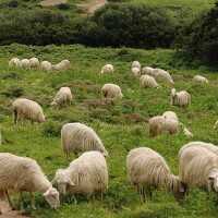 Sardinijska ovca Breed image