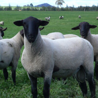 Suffolk rasa Breed image