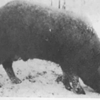 Breed image