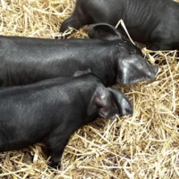 Breed image