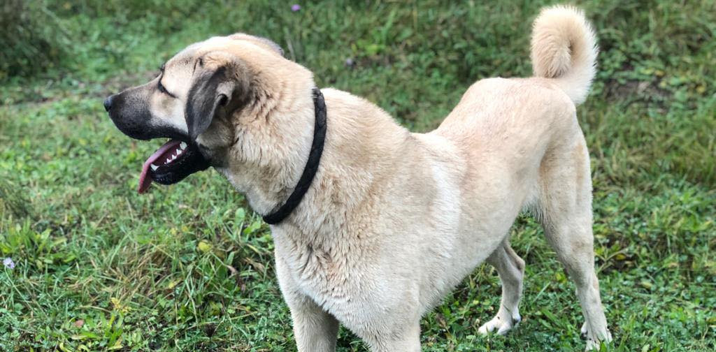 Kangal Croatia