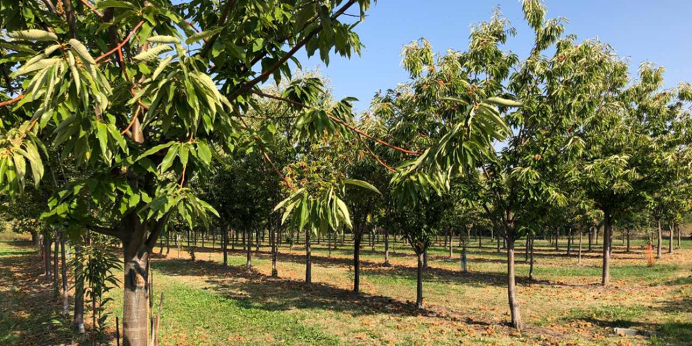 MIPEX agro