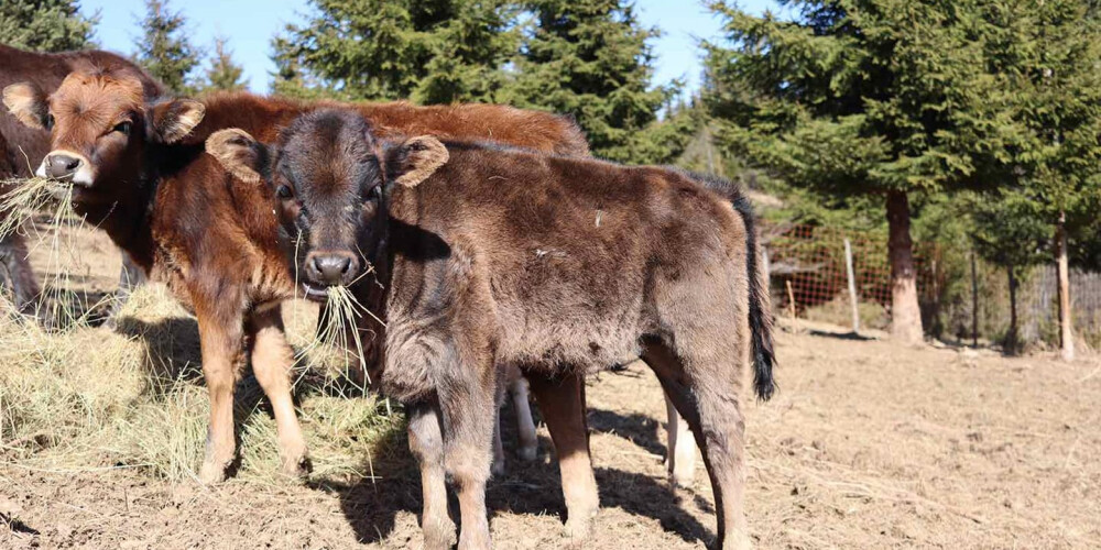 JP Veterinarska stanica Visoko