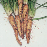 Bijeli korijen, vrtni turovac