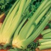 Celer bjelaš (rebraš)