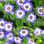 Cineraria