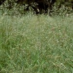 Vlasulja barska (Vlasulja trstikasta)