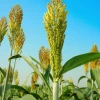 Hibrid sirka i sudanske trave