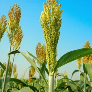 Hibrid sirka i sudanske trave