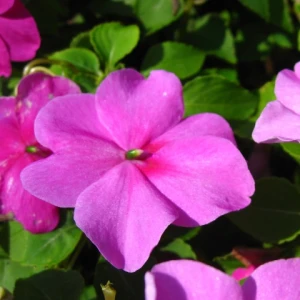 Impatiens
