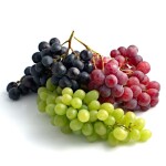 Stolne sorte vinove loze