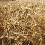 Ječam jari dvoredni