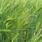 Ječam ozimi dvoredni