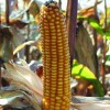 Kukuruz za zrno FAO 100
